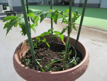 野菜の栽培始めました！